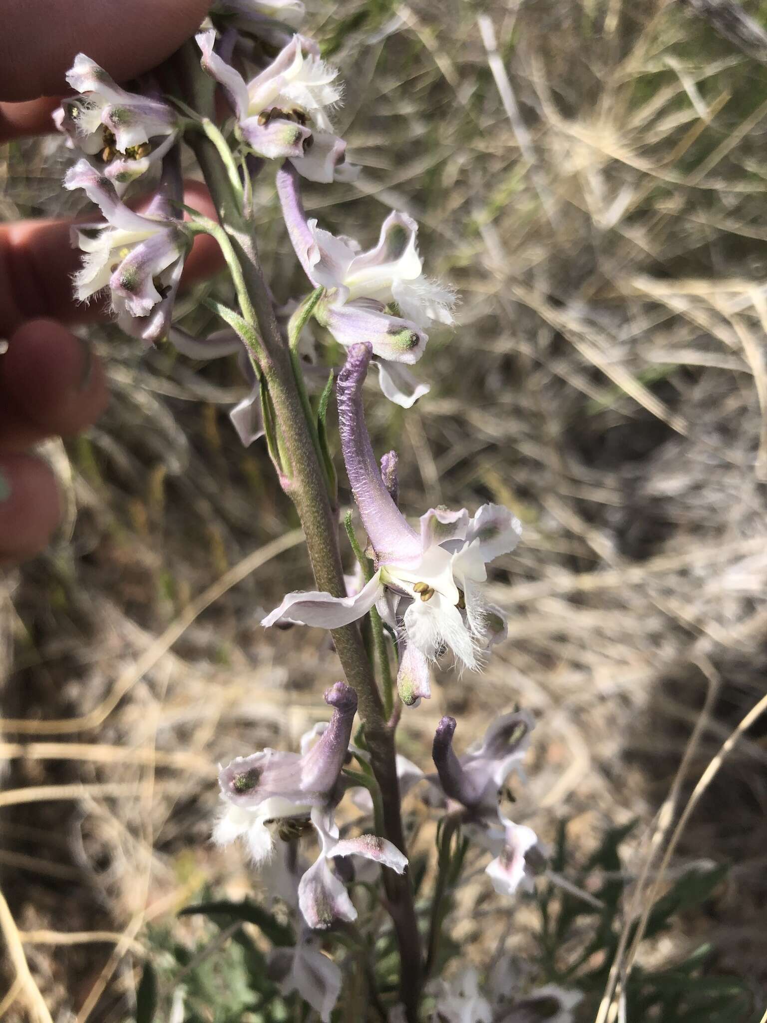 Image of Organ Mountain larkspur