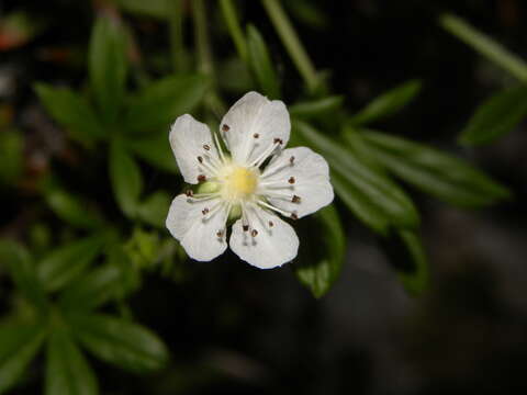 Image de Potentilla saxifraga Ardoino ex De Not.