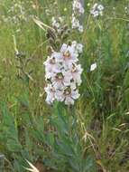 Image of Goodenia albiflora Schltdl.