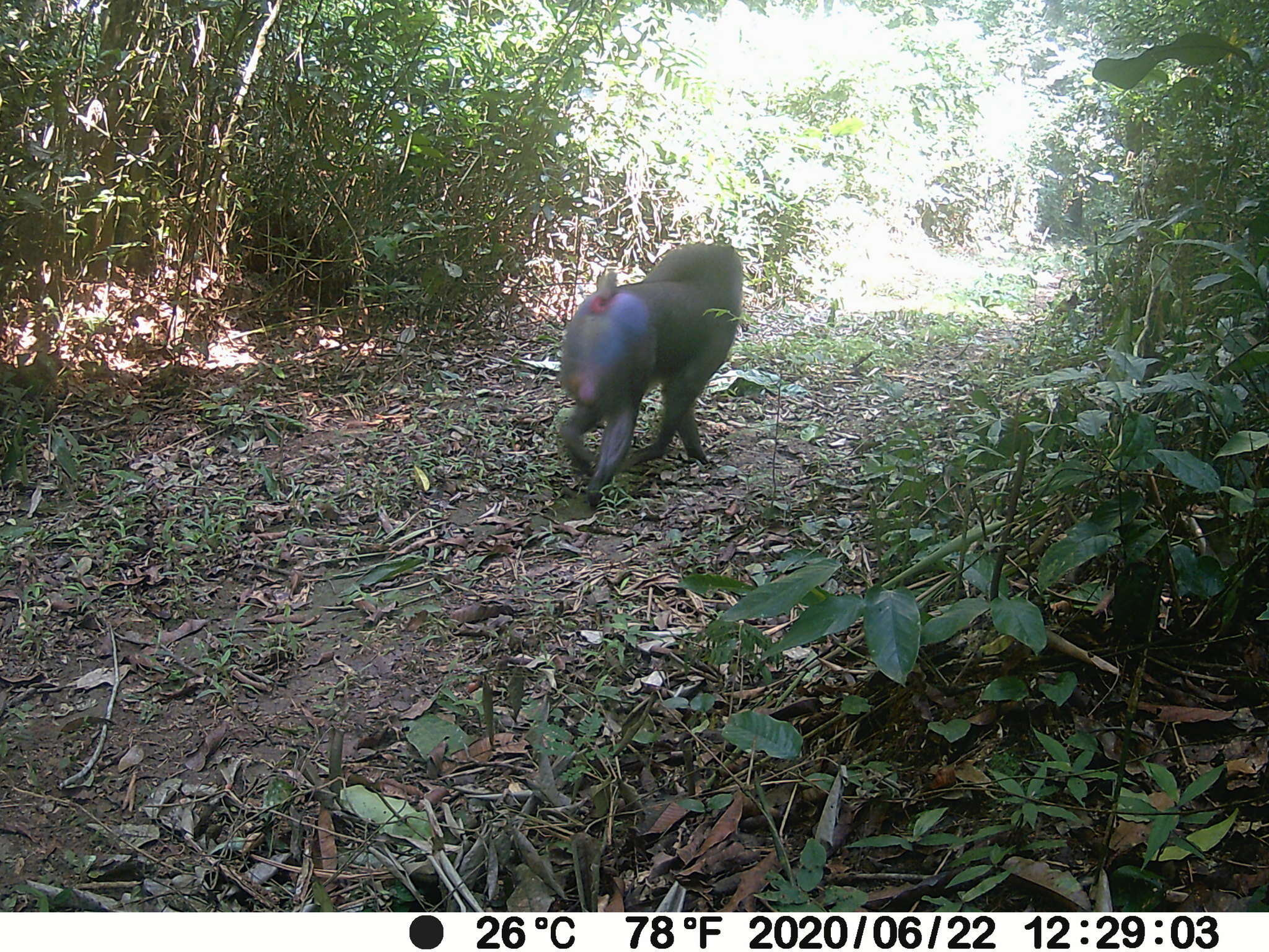 Image of Mandrill