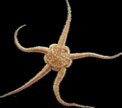 Image of <i>Ophiura ophiura</i> (Linnaeus 1758)