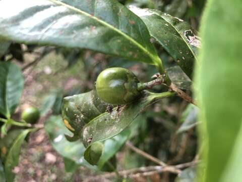 Image of Camellia furfuracea (Merr.) Cohen-Stuart