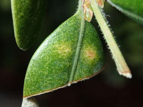 Image of Boxwood leafminer