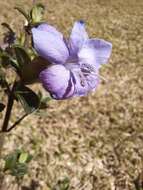 Image of Barleria crassa C. B. Cl.