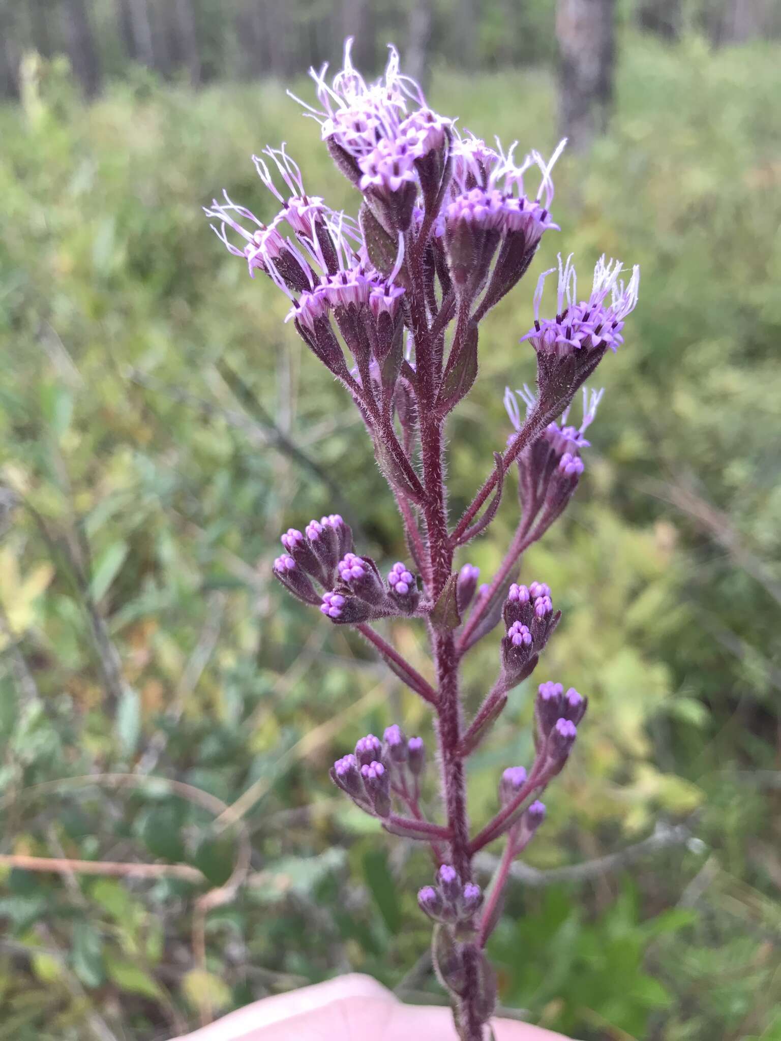 Image of Hairy Chaffhead