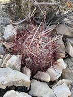 Image de Sclerocactus polyancistrus (Engelm. & J. M. Bigelow) Britton & Rose