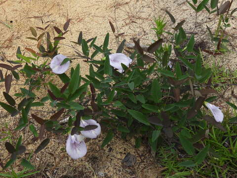 Image of sweetscented pigeonwings