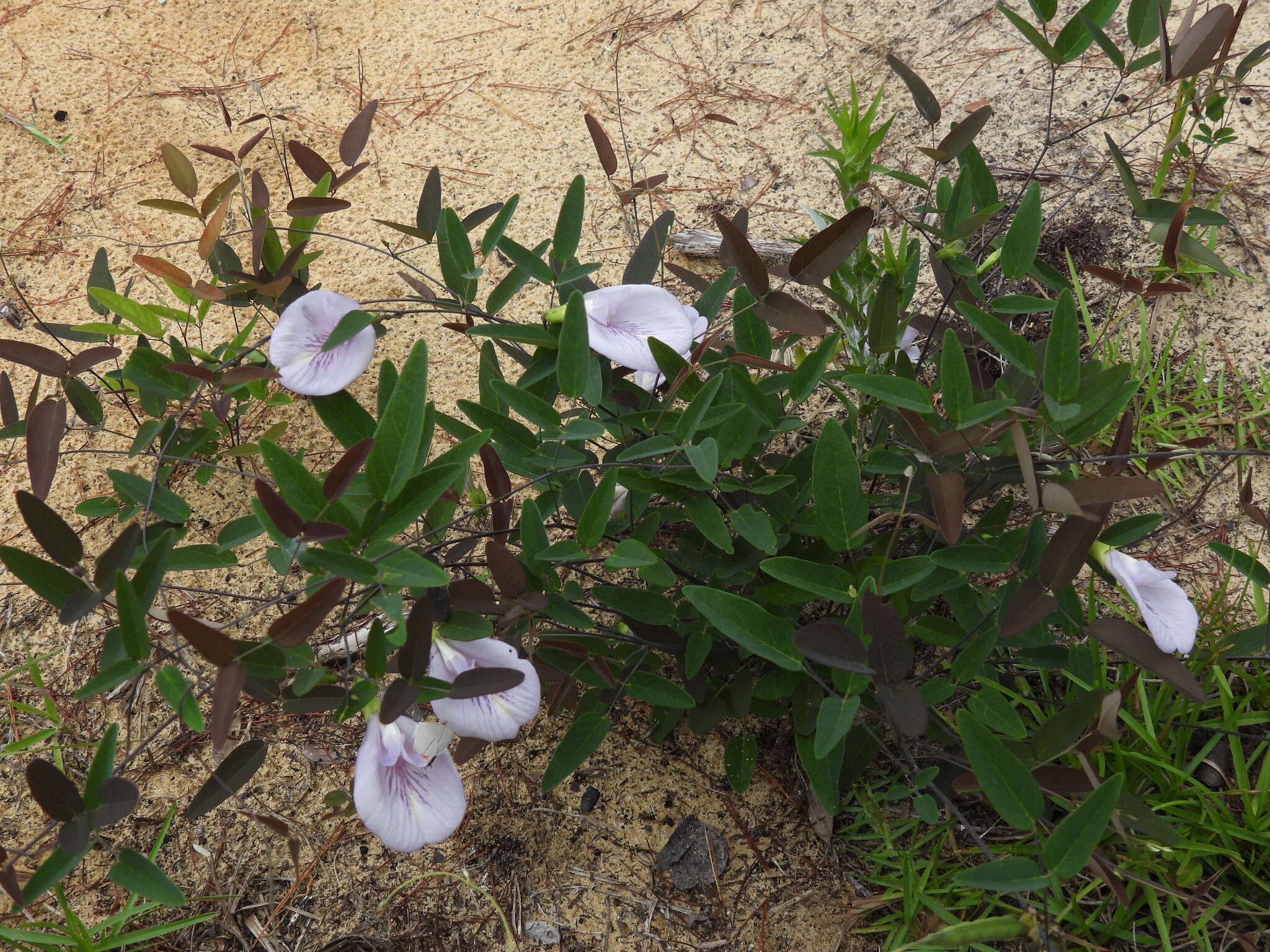 Plancia ëd Clitoria fragrans Small