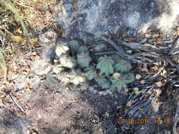 Sivun Echinocereus subinermis subsp. ochoterenae (J. G. Ortega) N. P. Taylor kuva