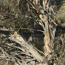 Image of Eucalyptus misella L. A. S. Johnson & K. D. Hill