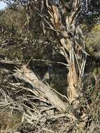 Image of Eucalyptus misella L. A. S. Johnson & K. D. Hill