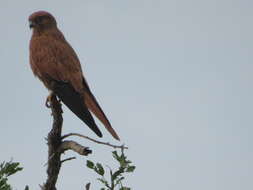 Image of Fox Kestrel