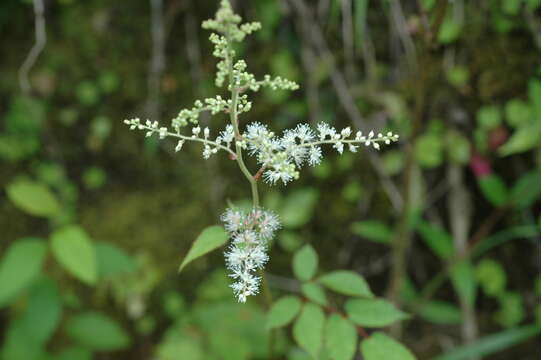 Image of Astilbe longicarpa (Hayata) Hayata