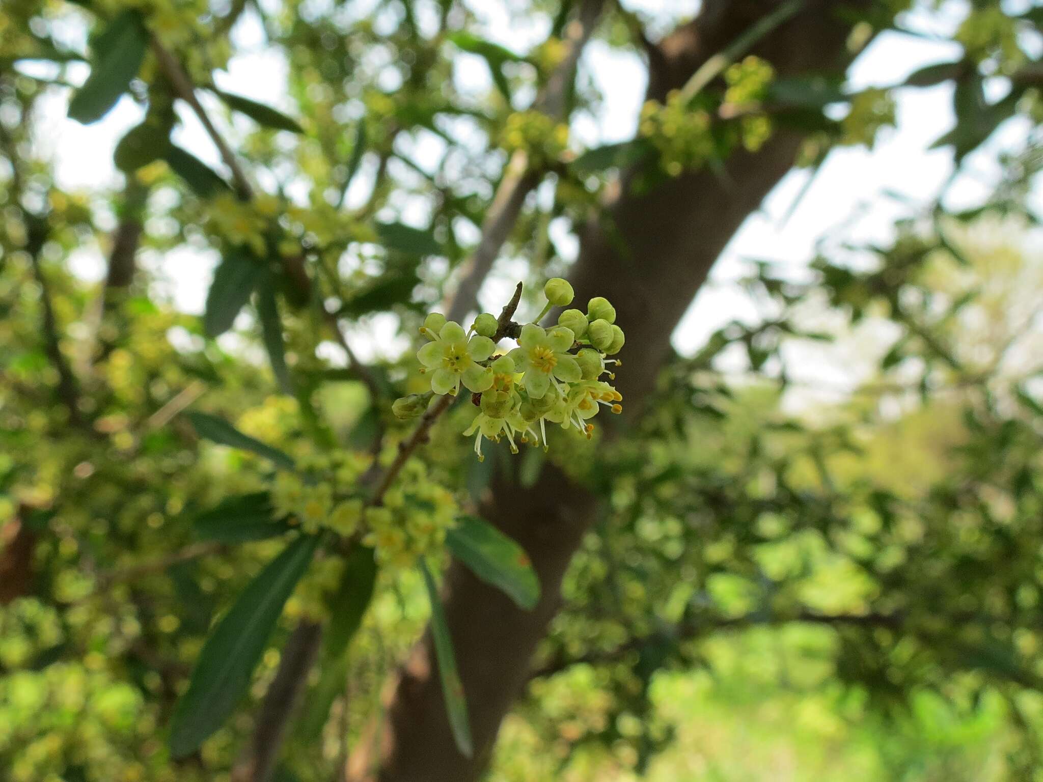 Image of Schinus longifolia (Lindl.) Speg.