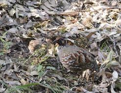 Image of Common Hill Partridge