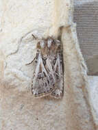 صورة Agrotis gladiaria Morris 1874