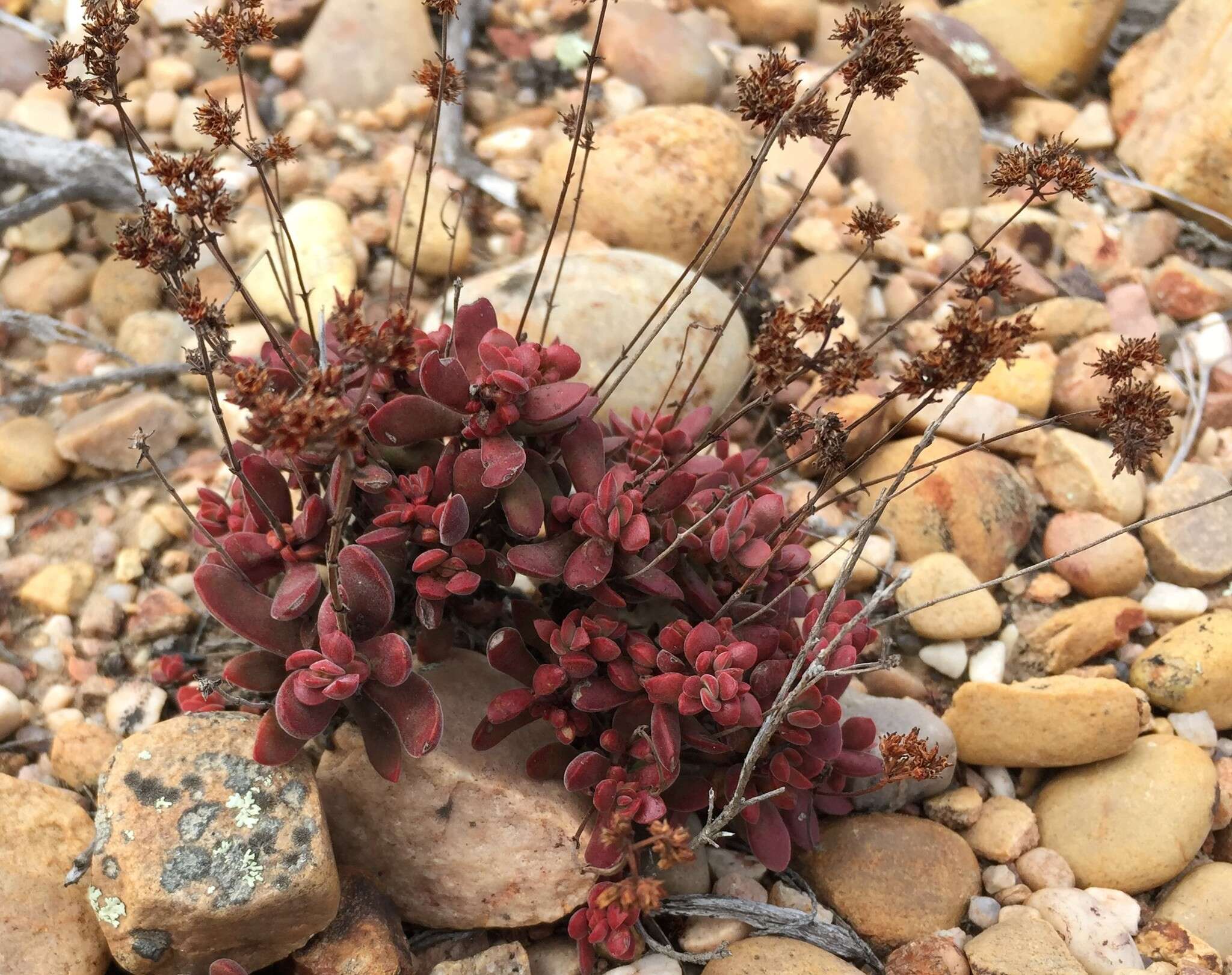 Image of Crassula pubescens Thunb.