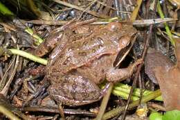 Image of Altai Brown Frog (Altai Mountains Populations)