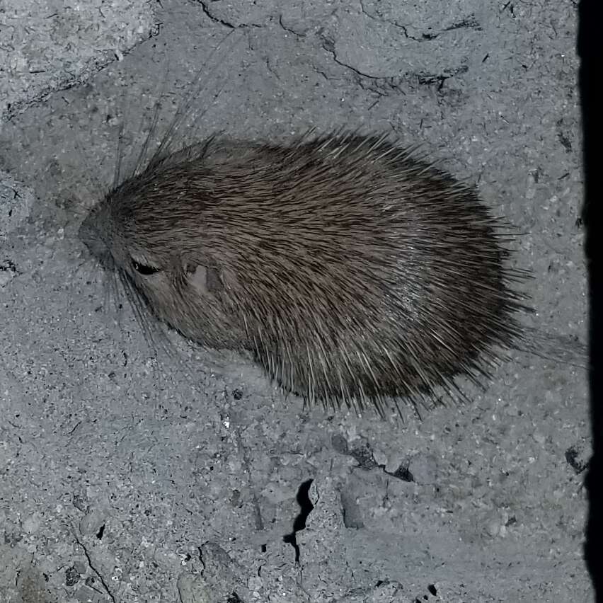 Image of spiny pocket mouse