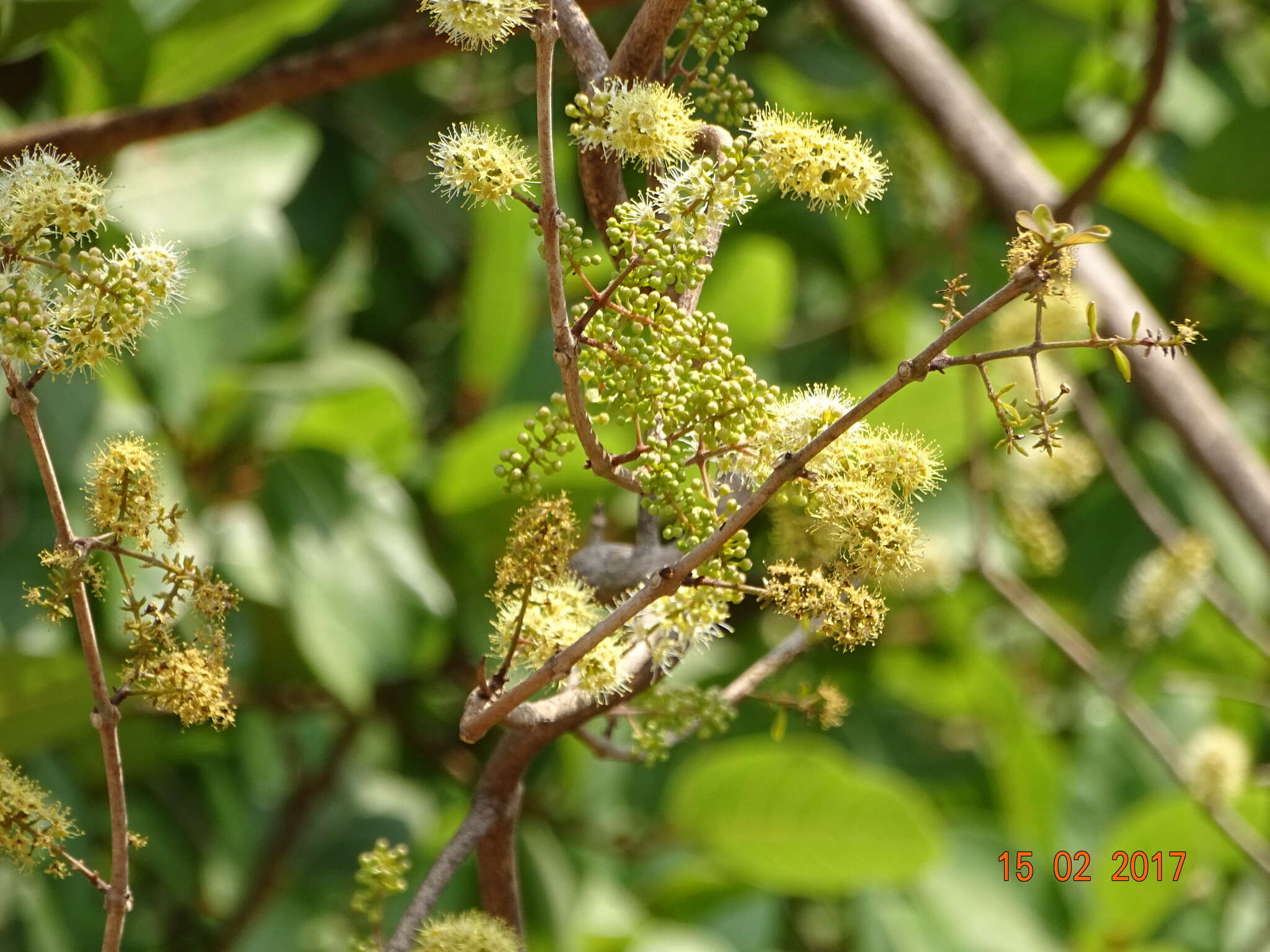 Image de Combretum albidum G. Don