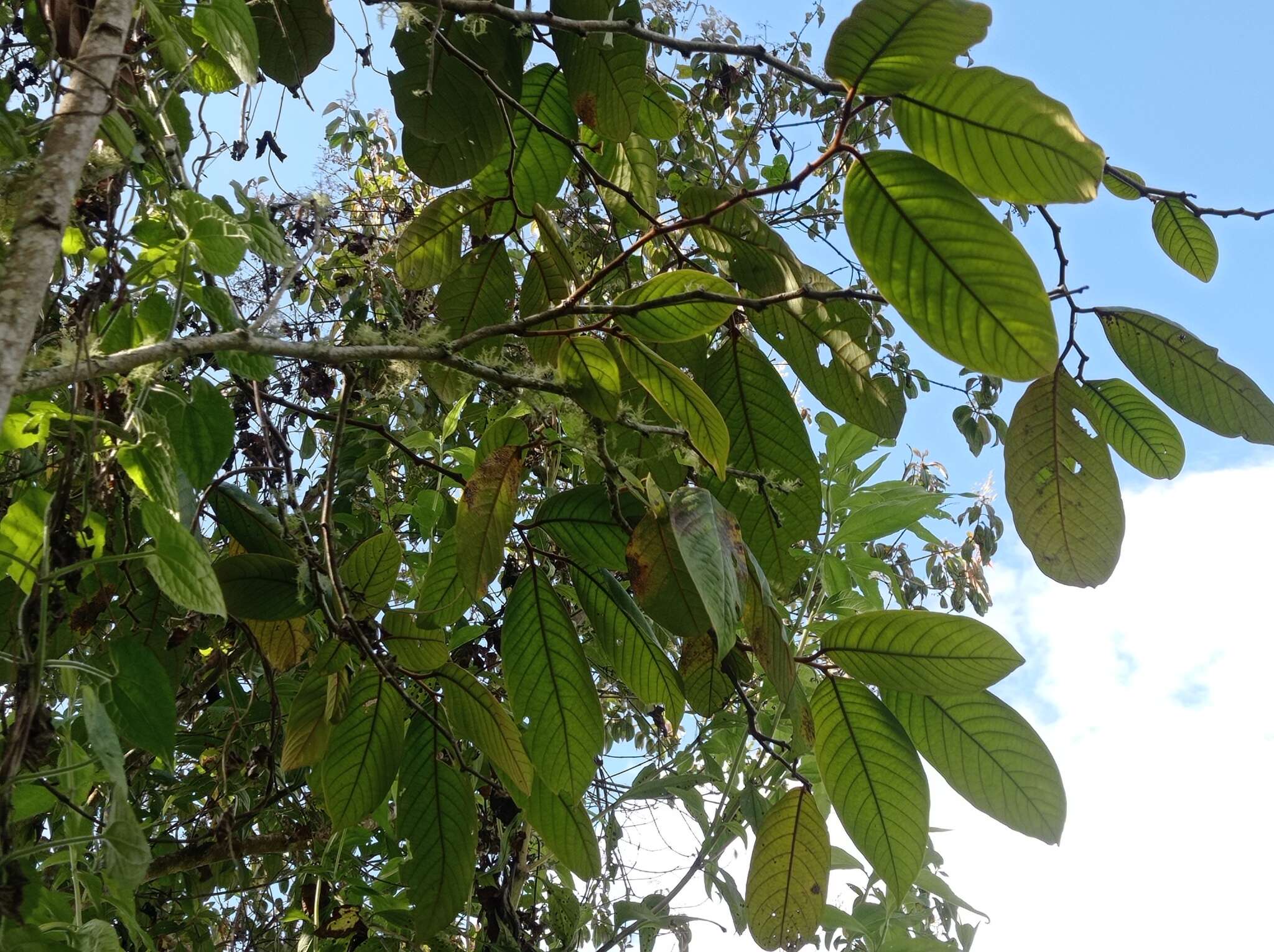 Слика од Annona cherimolioides Triana & Planch.