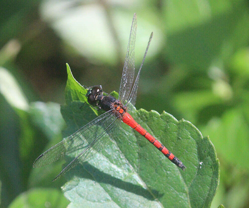 Image de Amphithemis curvistyla Selys 1891