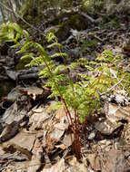 Imagem de Cystopteris bulbifera (L.) Bernh.