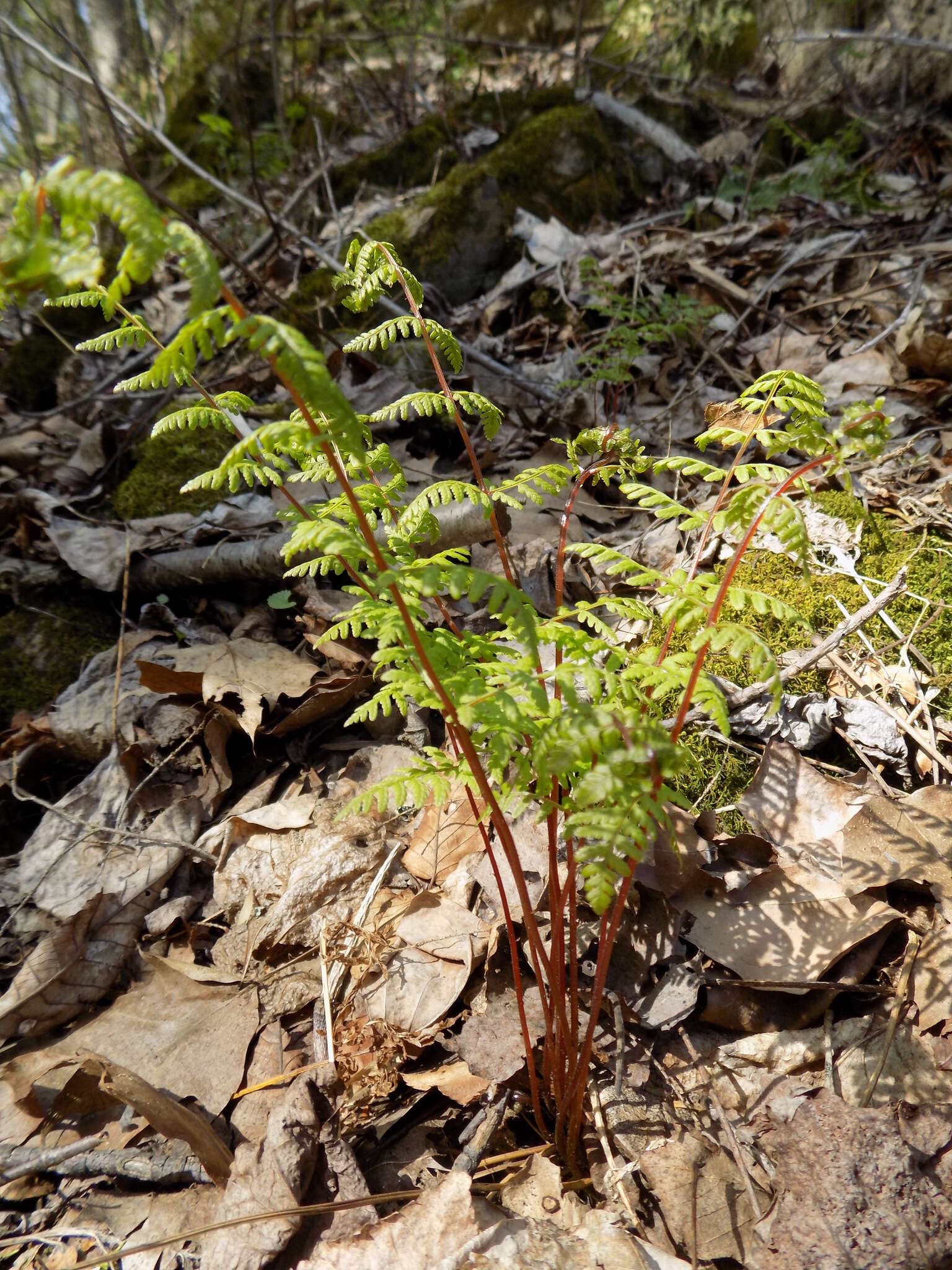 Sivun Cystopteris bulbifera (L.) Bernh. kuva