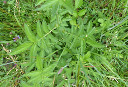 Image of Agrimony