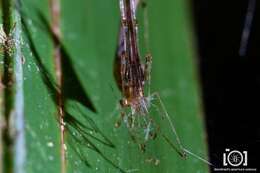 Image of Rhomphaea projiciens O. Pickard-Cambridge 1896