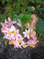 Image of Begonia obtecticaulis Irmsch.