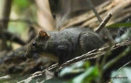 Image of Orange-bellied Himalayan Squirrel