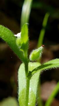 Image of Spring Forget-Me-Not