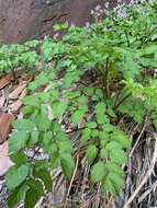 Image of American spikenard