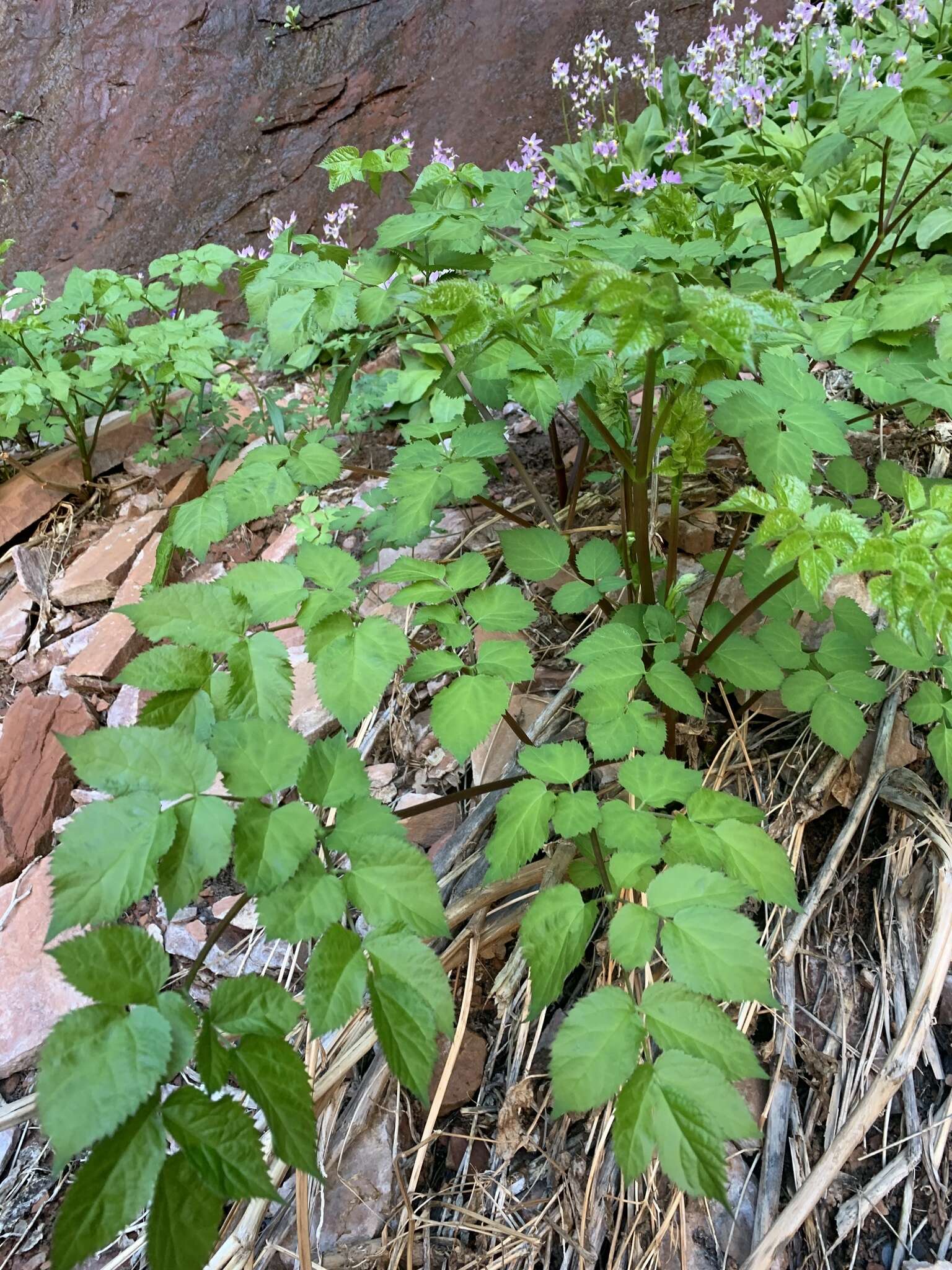 Image of American spikenard