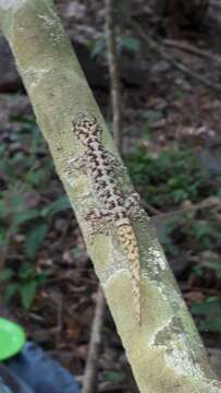 Image of Lane's Leaf-toed Gecko