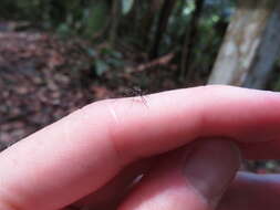 Image de Aedes argyrothorax Bonne-Wepster & Bonne 1919