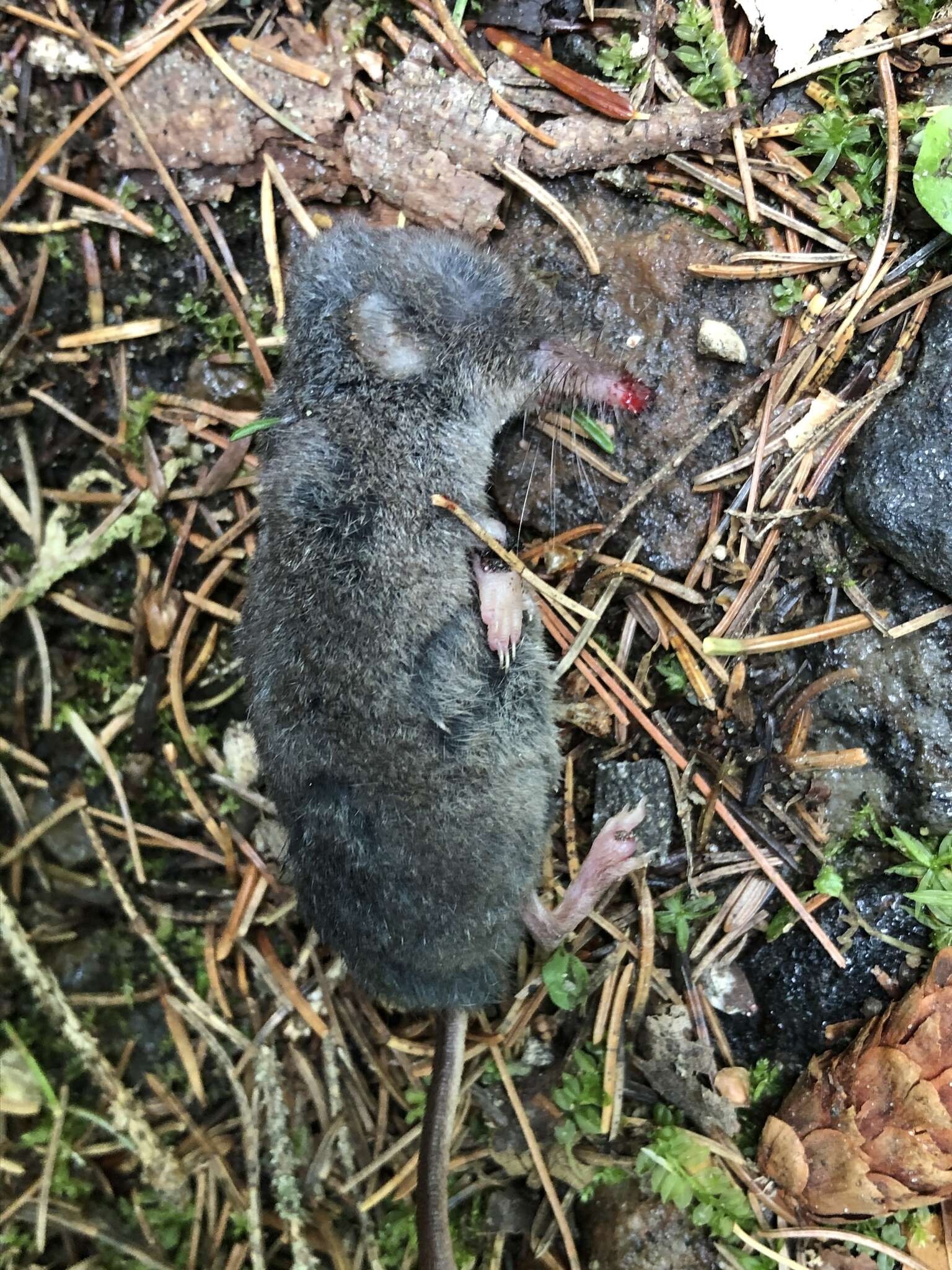 Image of Smoky Shrew