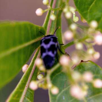 Image of tumbling flower beetle