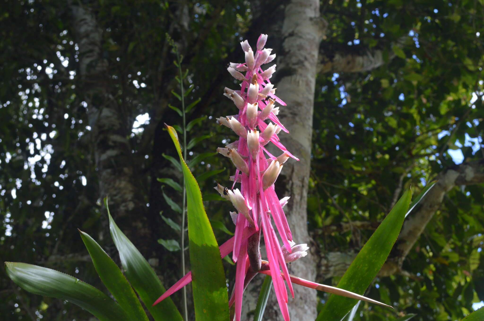 Imagem de Aechmea marauensis Leme