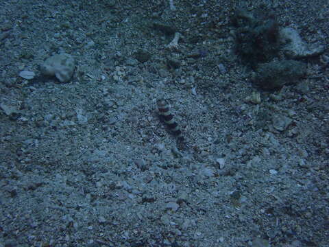 Image of Gorgeous prawn goby