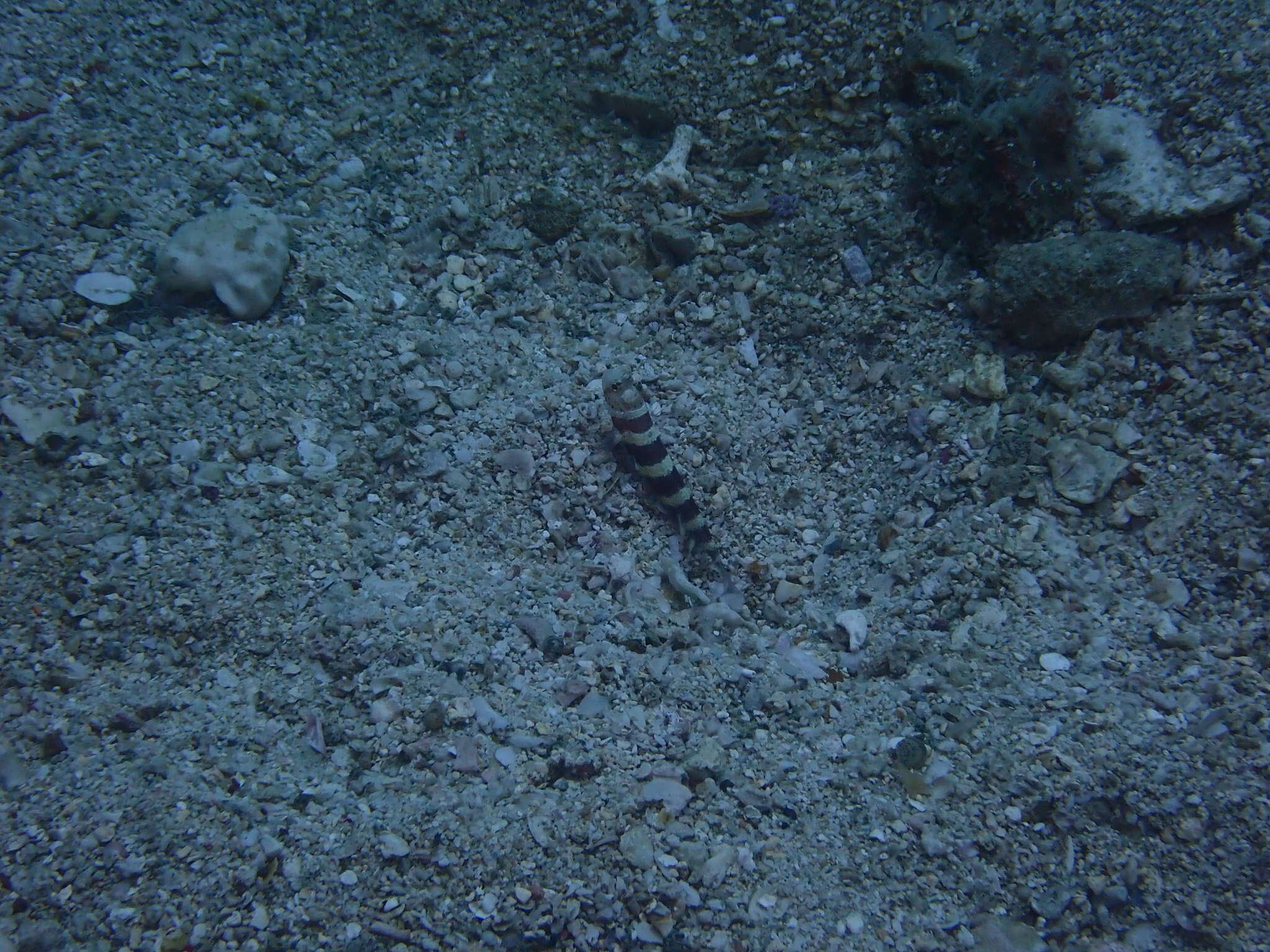 Image of Gorgeous prawn goby