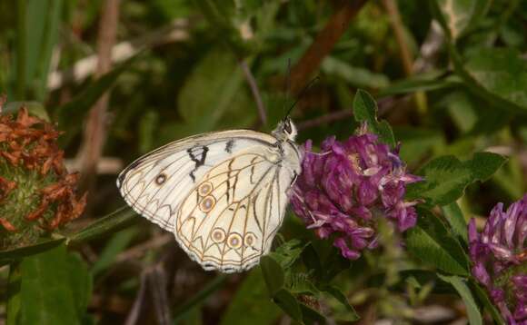 Image of Italian Marbled White