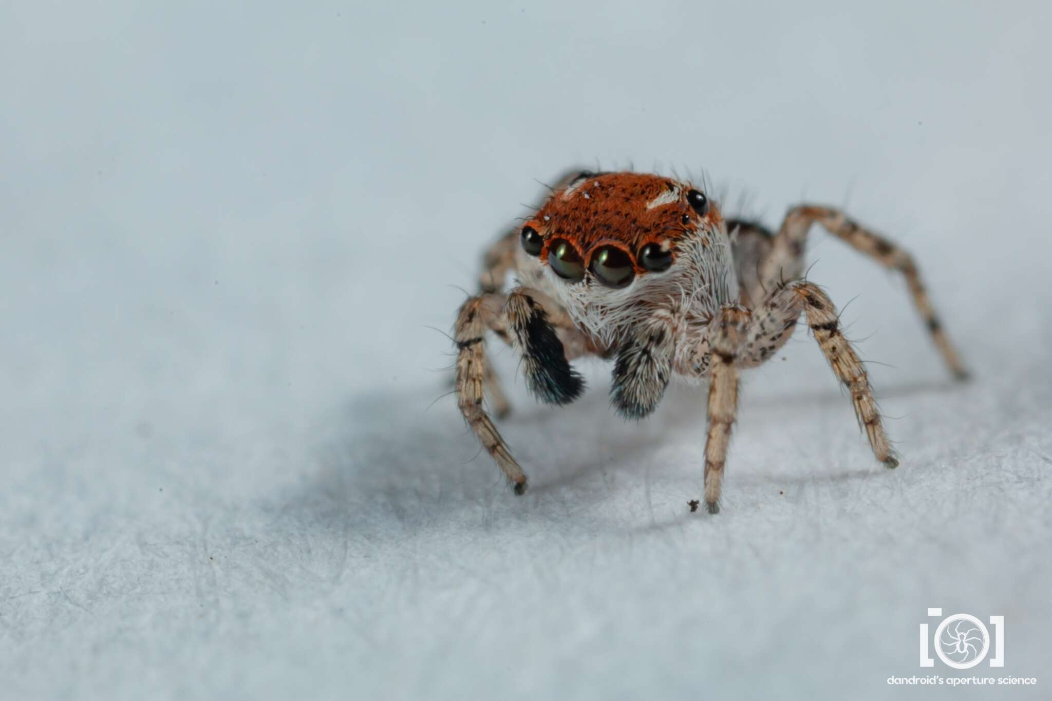 Image of Naphrys xerophila (Richman 1981)