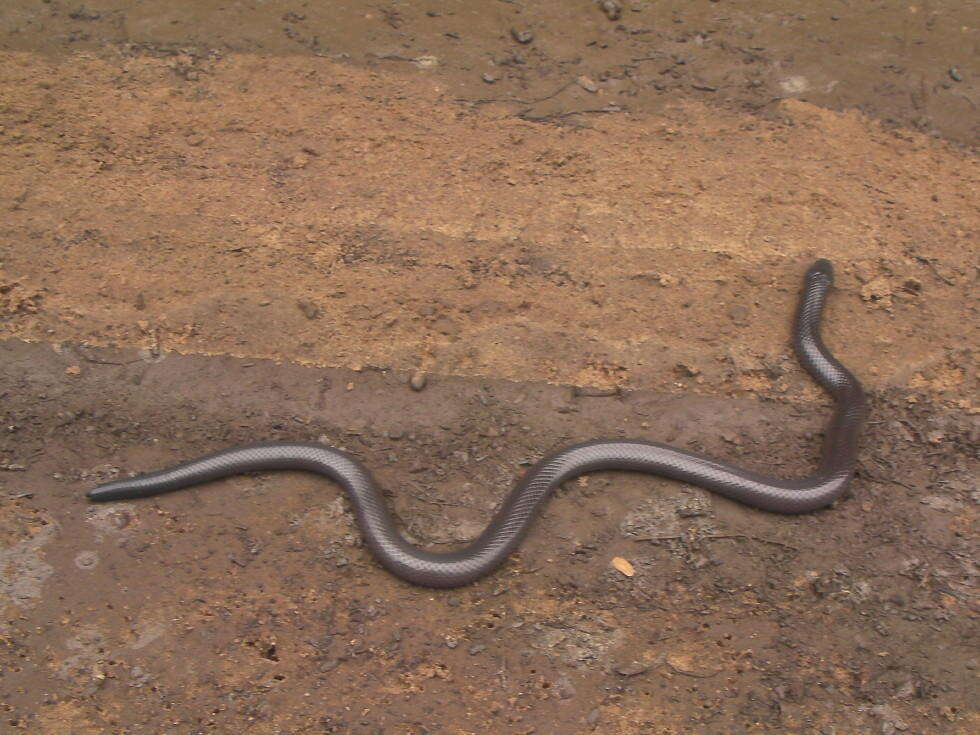 Image of Amblyodipsas polylepis polylepis (Bocage 1873)