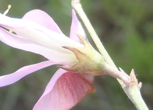 Image of Tephrosia longipes subsp. longipes