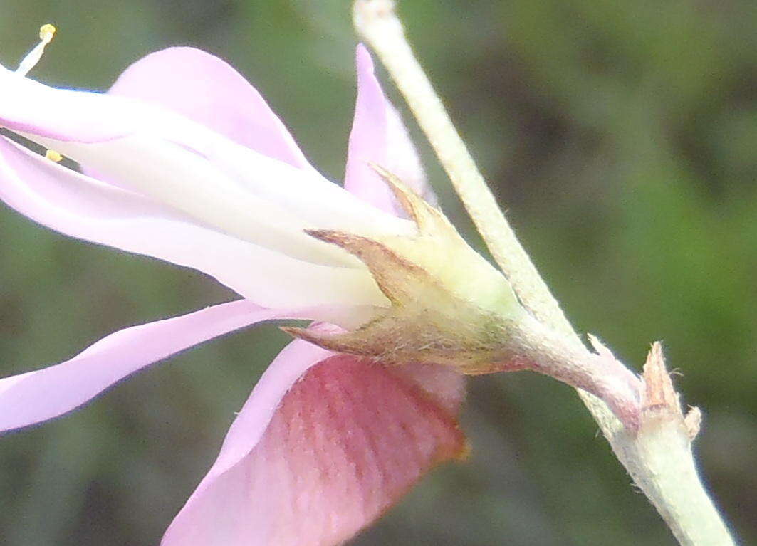 Image of Tephrosia longipes subsp. longipes