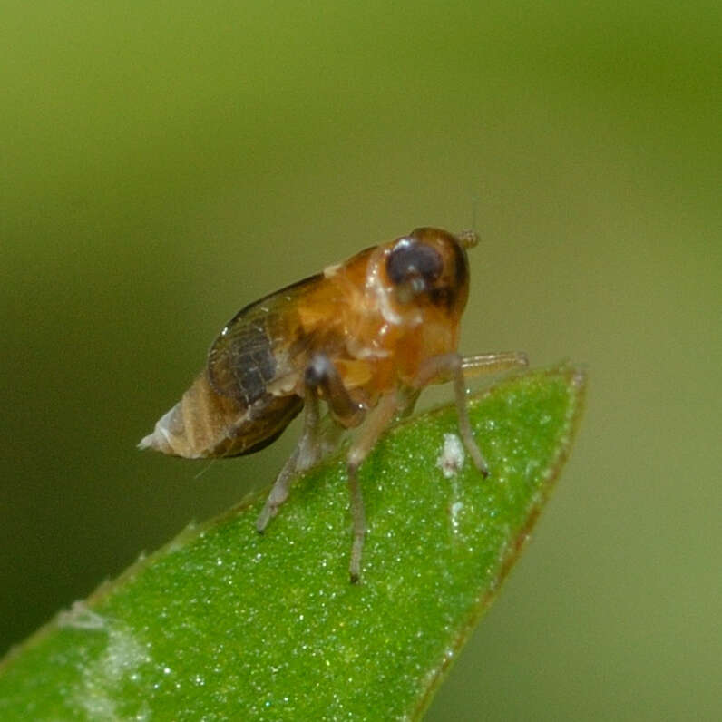 Image of Flavoclypeus andromedus (Van Duzee 1907)