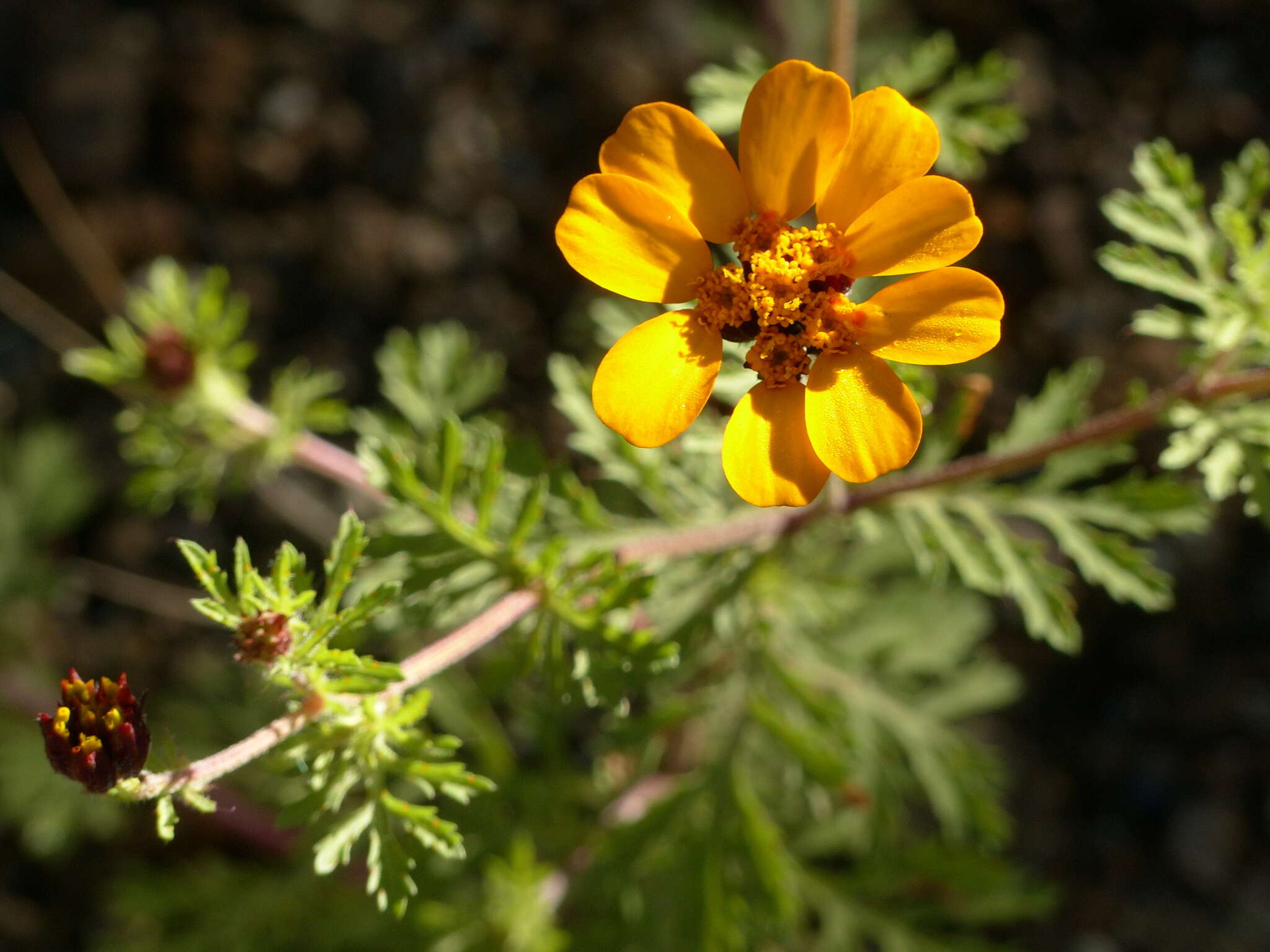 Image of Dyssodia decipiens (Bartl.) M. C. Johnston