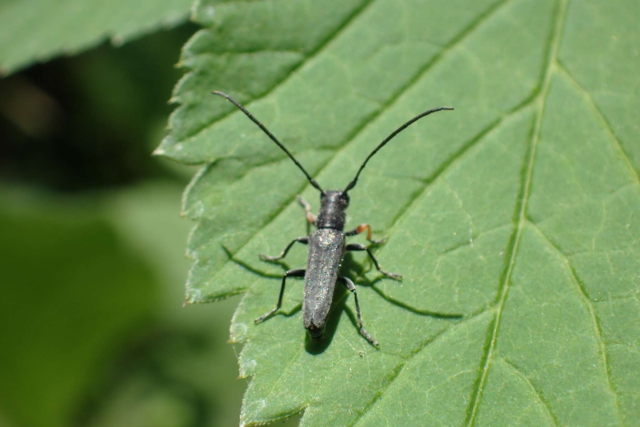 Слика од Phytoecia cylindrica (Linné 1758)